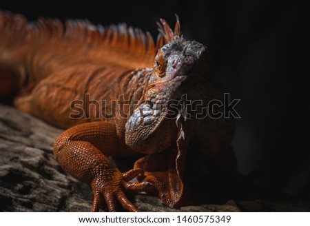 Orange iguana on the wood