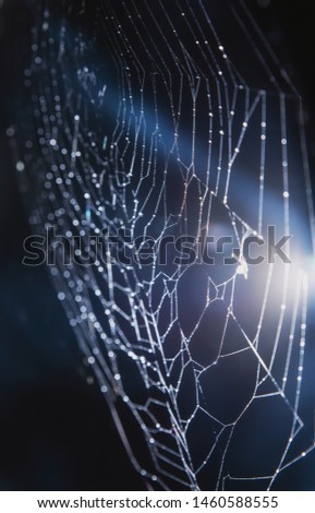 Cobweb on black background with fog