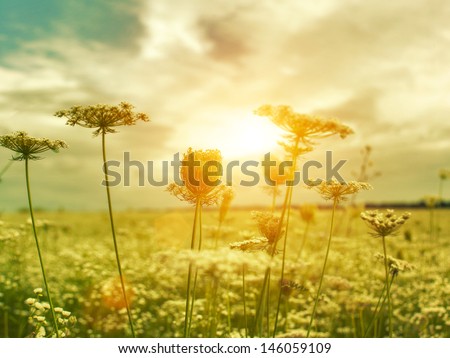 Golden evening on the summer meadow, natural landscape Royalty-Free Stock Photo #146059109