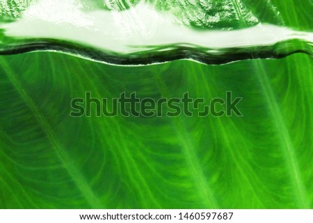 green elephant ears leaf with water drop top view texture background.