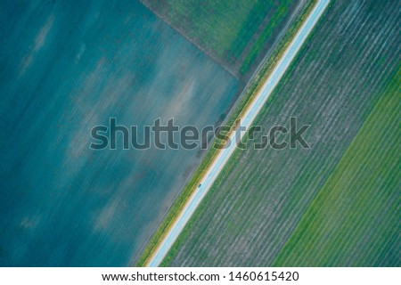 Aerial view of road in the forest, meadows on both sides, direct rows of grain crops planting; agricultural fields with crop cultures in summer evening; drone top down view