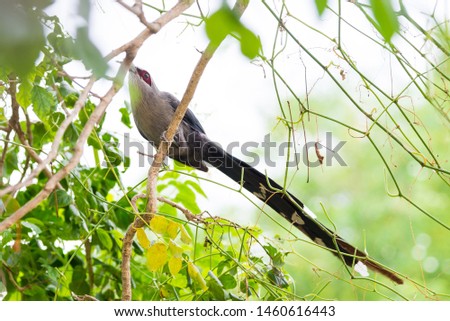 Beautiful of Green billed Malkoha (Phaenicophaeus tristis) in tropical forest Thailand Royalty-Free Stock Photo #1460616443