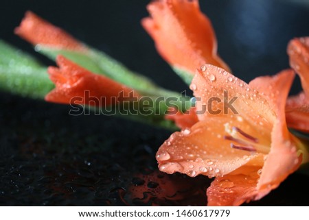 close up fresh yellow- salmon pink color gladious with drops on the black top for love congratulations backgrounders