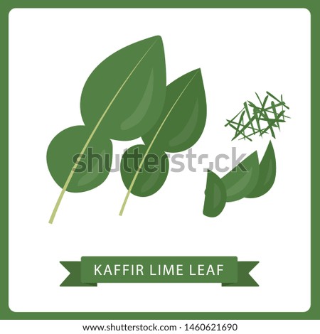 Kaffir lime leaf fresh green vector illustration. White bacjground.