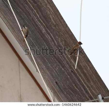 Beautiful couple common sparrow posture on electric wire background wood of Thai old house 