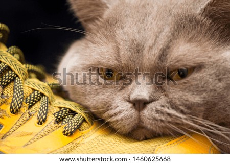 Scottish cat and yellow sneakers. Sport and laziness concept