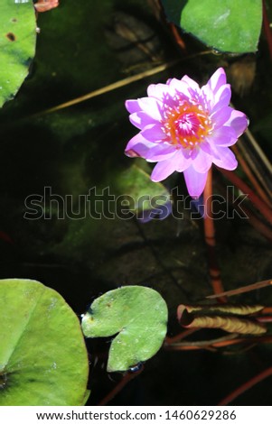 Mauve lotus waterlily flower with smooth edged lily pads (nymphaea gigantea).