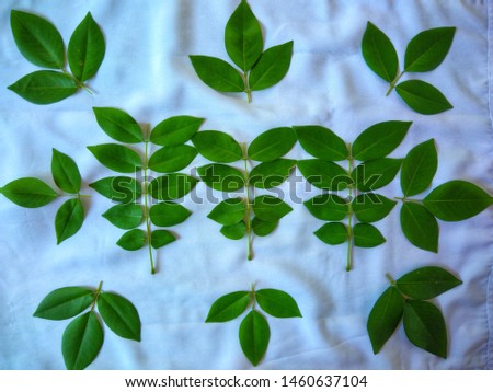 The green leaves on white cloth