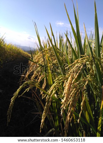 Rice nearing the harvest period