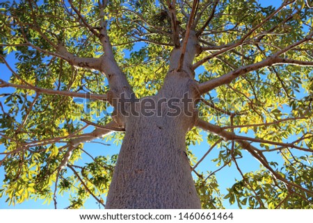 Boab tree view looking up the trunk to radiating boughs and sunlit green leaves with blue sky in background..