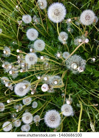 Photo of a dandelion plant. Dandelion plant with a white bud.