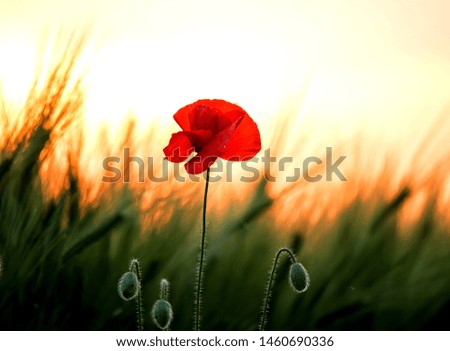 gentle summer, spring meadow with scarlet poppies
