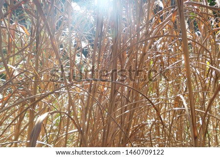 dry grass with sun shining through - picture taken in winter