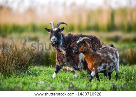 Bearded brown goat portrait on beautiful blur bokeh in natural habitat with horns.