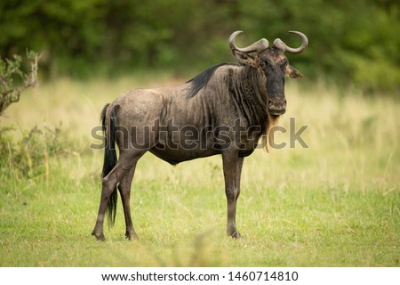 Blue wildebeest stands eyeing camera in grassland Royalty-Free Stock Photo #1460714810