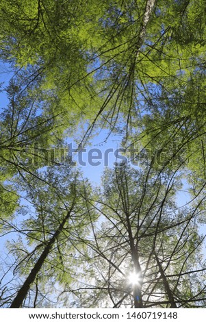 treetops seen from below 4M0A1697-as19
