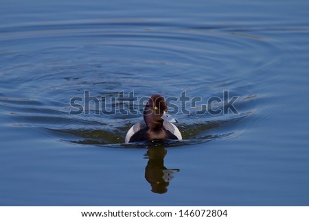 Male Ring Necked Duck Close Up Swimming