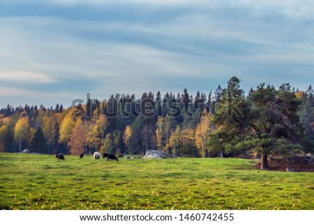 Beautiful autumnal landscape with grazing sheep on lush green meadow, trees with bright foliage, big grey stones Picture of Swedish calm farm life with walking sheep eating grass. Sunset light. 