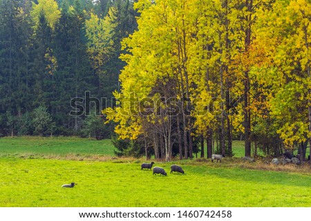 Beautiful autumnal landscape with grazing sheep on lush green meadow, trees with bright foliage, big grey stones Picture of Swedish calm farm life with walking sheep eating grass. Sunset light. Sunny.
