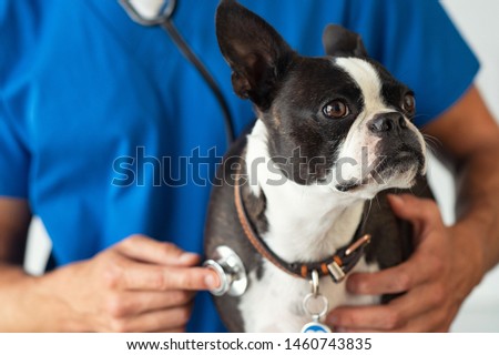 Boston Terrier dog being examined by a vet using stethoscope. Professional veterinarian examining his patient cute puppy. Closeup of hand using a stethoscope on a puppy. 