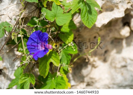 Beautiful blue flower on bright rocky background with room for copy on the right.