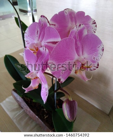 beautiful pink orchid flowers that are beautiful and fresh