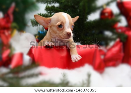 A puppy under the Christmas tree