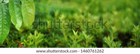 Detail on large thick green leaves with drops of morning dew - African rainforest jungle illustration, wide banner with space for text on right side