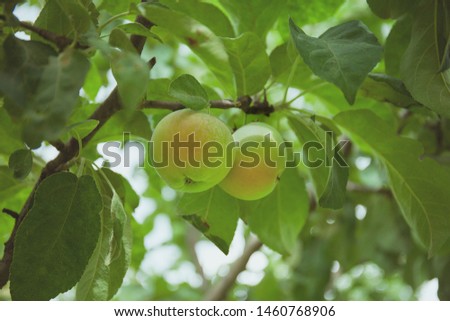 Ripe green apples on a branch