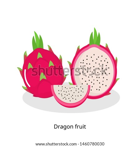 Dragon fruit, whole fruit and half. vector illustration cartoon fruit icon isolated on white background.