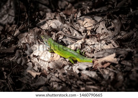Green lizard in a wild nature.