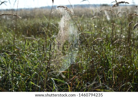 Spider on the nature in the web