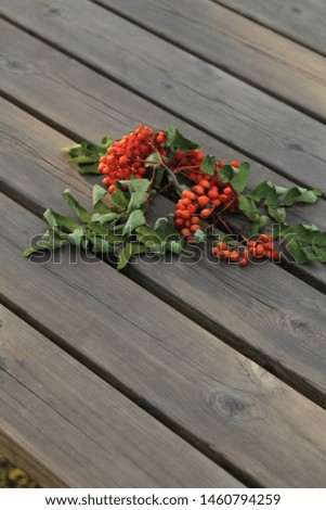 Sprig of red rowan with green leaves on the table. Sprig of red rowan on a gray wooden table