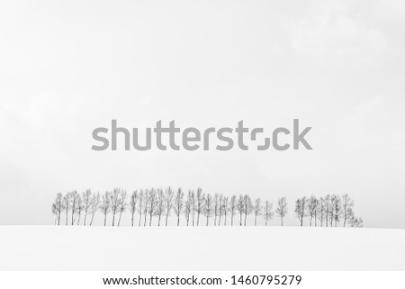 Beautiful outdoor nature landscape with group of tree branch in snow winter season Hokkaido Japan - Processing black and white color