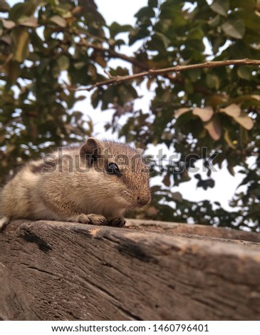 Adorable picture of Indian palm squirrel