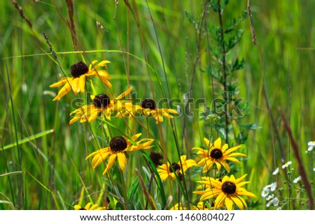 bright summer wild flower background
