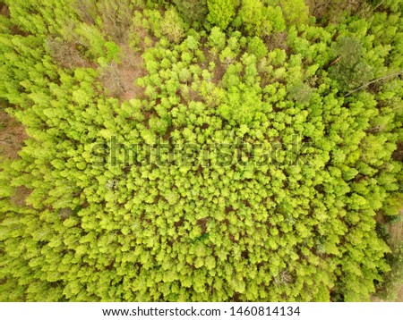 Aerial view. Green coniferous forest