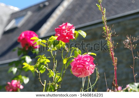 Roses in front of a blurred house