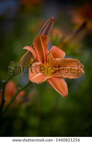 Summer flowers. Saffron day-lily in the meadow close-up. On a blurred background.