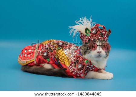 Fancy cat maincoon thailand studio picture