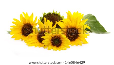 Sunflowers with leaves isolated on white background