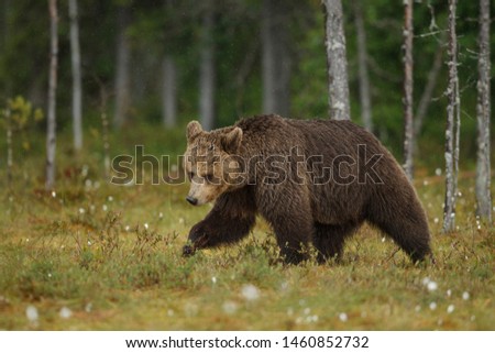 Female brown bear walking and foraging by the pine forest towards the grassy swamps
