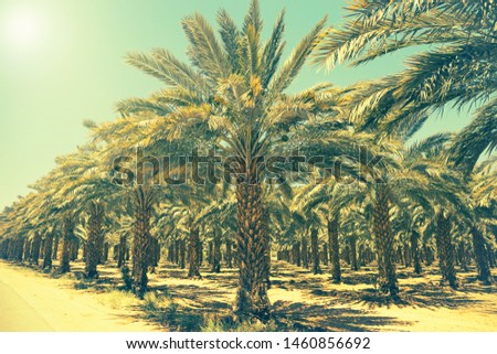 Plantation of date palm trees in Israel. Beautiful nature background for posters, cards, web design. Toned effect