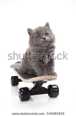 Skateboard, Little gray kitten