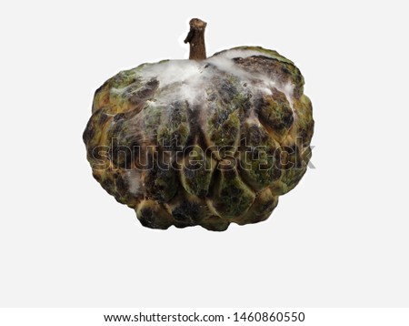 Fungus or mold on the custard apple (Sugar apple, Sweetsop). Isolated Rotten custard apple on white background. Fungus concept.