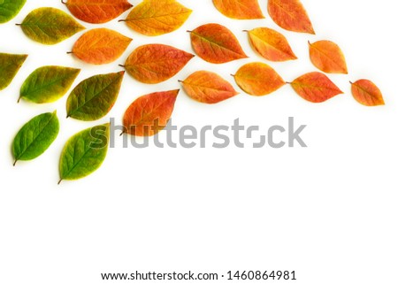 Multicolored dry autumn leaves on white background. Autumn concept. Top view, flat lay, copy space for text.