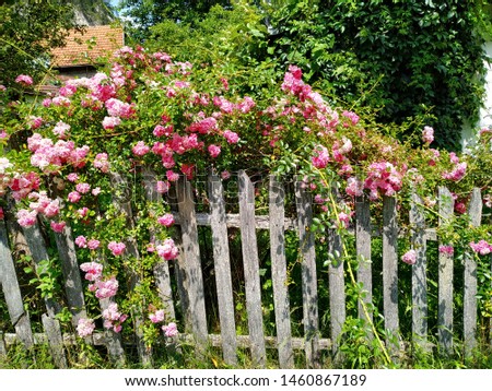 Gray wooden fence covered in wild pink roses with house roofs and greenery on behind