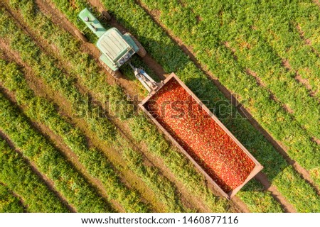 Aerial image of a Tractor and trailer loaded with Fresh harvested ripe Red Tomatoes. Royalty-Free Stock Photo #1460877116