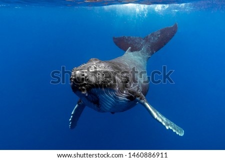 Baby Humpback Whale in Blue Water Royalty-Free Stock Photo #1460886911