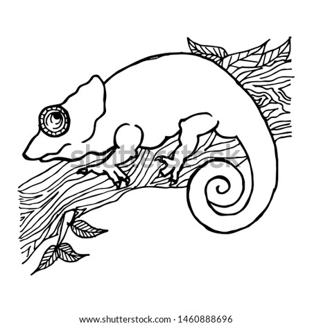 Sketch of chameleon. Hand drawn illustration. Coloring page.